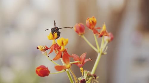 Fly on blooming flower in garden