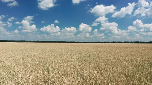 Aerial View of Wheat Field at Summer