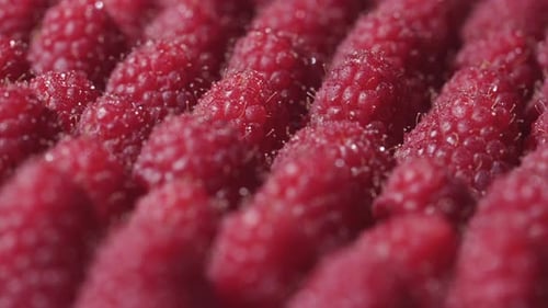 Fermez la rotation des framboises avec des gouttes de rosée