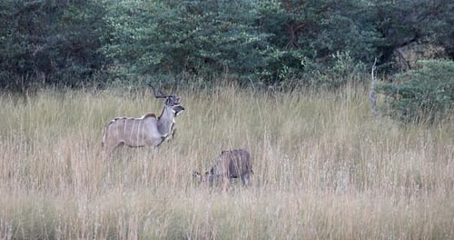 Männchen und Weibchen aus dem Großraum Kudu, Namibia Wildlife Safari Afrika