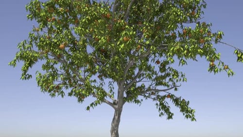 Pfirsiche wachsen auf einem Baum