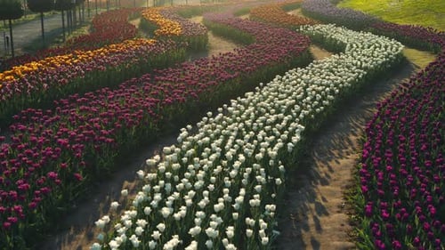 Vista de hileras de flores en la suave luz de la mañana
