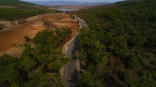Road Forest