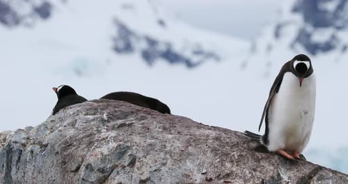 Gentoo Penguins Resting Together on Antarctic Rocks