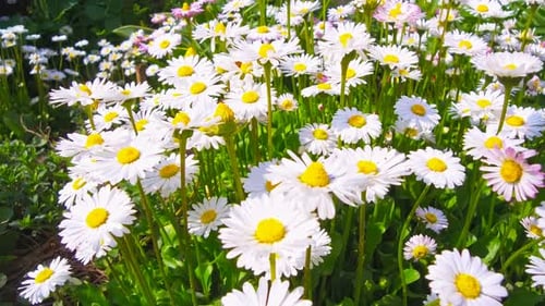 Fresh White and Yellow Daisies Blooming in Spring
