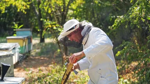 Beekeeper works with bees and beehives in the apiary. Beekeeping concept.