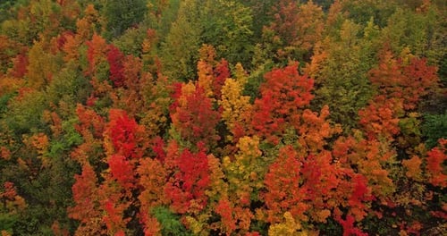 Autumn colors in the forest.