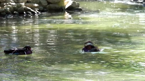 Mandarinenente beim Baden im Grünen See