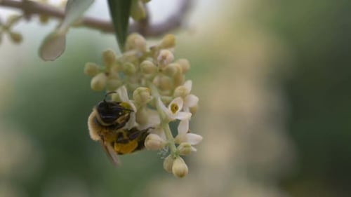 Bee Collects Pollen from Delicate White Flowers