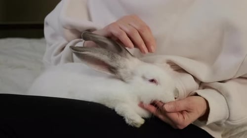 Woman Sits on Sofa and Stroke White Rabbit at Home Close Up View
