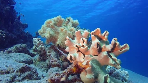 Red Sea Soft Corals