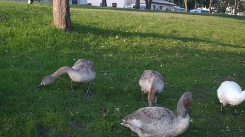 Schwäne fressen Gras im Park.