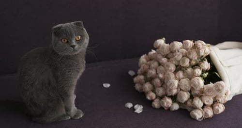 Gray Kitten Sits Next to Bouquet of Roses
