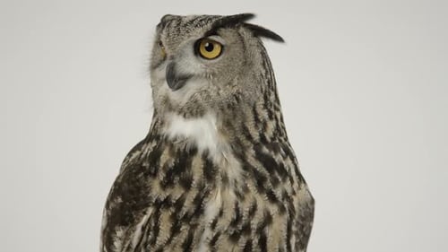 Adlereule auf weißem Hintergrund Vogelraubtier