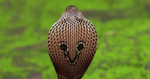 Closeup of back of Spectacled Cobra Hood showing the marking of the hood scales and head