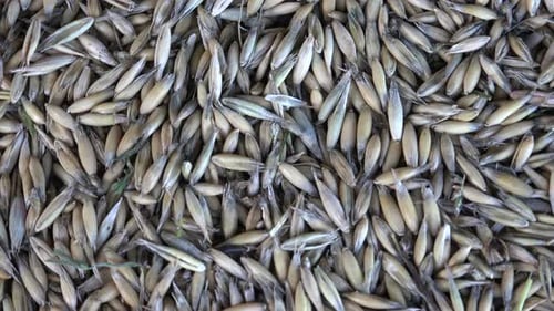 Oats Rotating