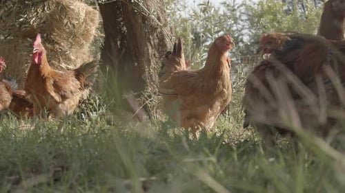 a flock of chickens with red feathers. Chicken in Farm Organic. poultry footage