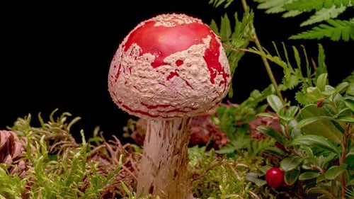 Close-up of a Red and White Mushroom