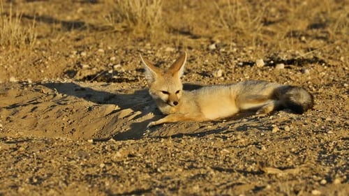 Cape Fox At Den - Kalahari Desert
