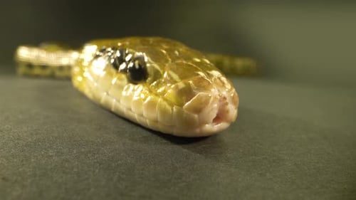 Serpent vert à queue fine rampant sur fond noir. Gros plan sur la tête.