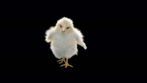 Cute White Baby Chick Dancing Animation
