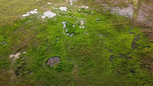 Luftbewegung über grüne Wiese in Feuchtgebieten