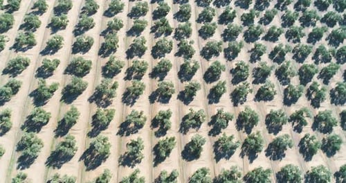 Olive trees orchard on sunny day