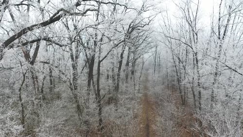 Forest Path from Above