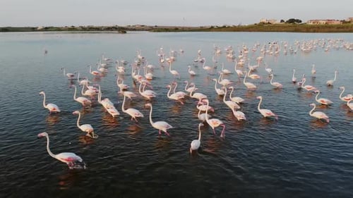 Flock of pink flamingos wading in coastal water, Sicily Italy, aerial view