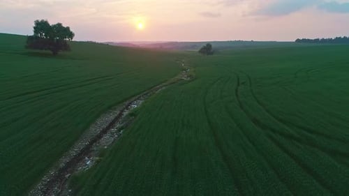 Toma aérea lenta que sobrevuela un campo de trigo verde durante el atardecer