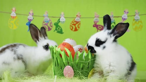 Two White Easter Rabbits with Black Ears