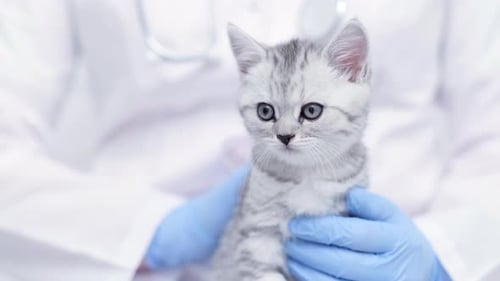 Veterinarian Doctor with Small Gray Scottish Kitten in His Arms in Medical Animal Clinic Close Up