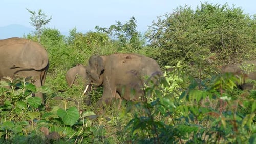 Elephants Grazing Peacefully in Tropical Green Habitat