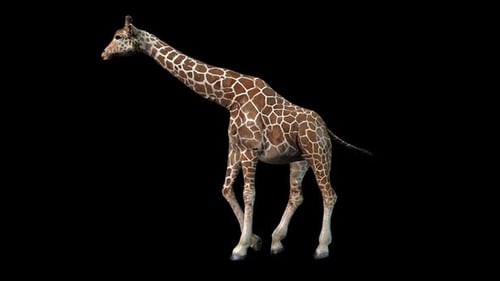 Giraffe Walk 2
