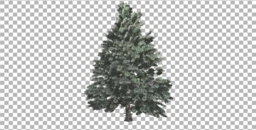 Rotating 3D Pine Tree Compositing Element