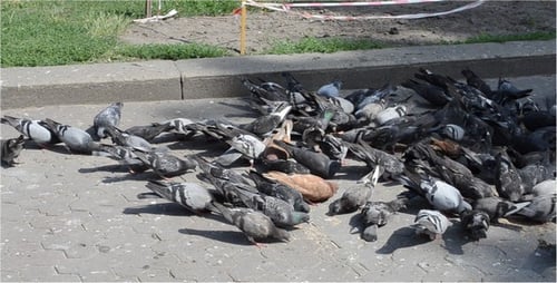 Flock of Pigeons Gathering and Feeding in Park