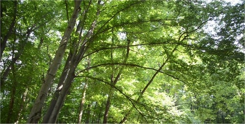 Green Forest Canopy with Sunlight and Gentle Wind