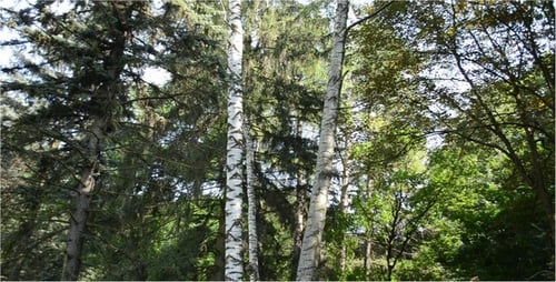 Peaceful Forest Scene with Tall Trees