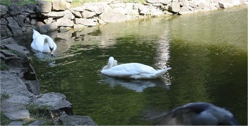 Swan