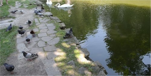 Swan 2