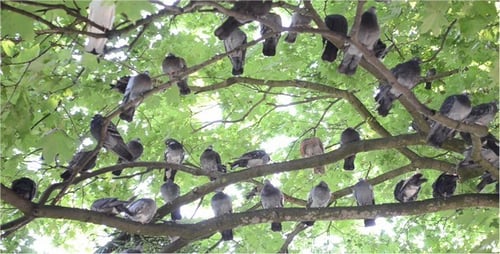 Pigeons 7