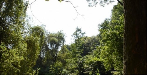 Lush Green Forest Canopy on a Sunny Day