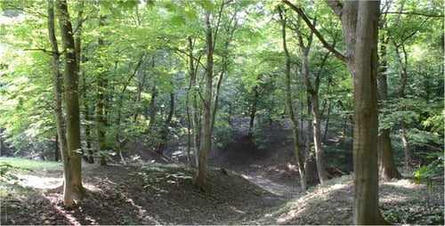 Sunlight Through Green Forest Trees Landscape