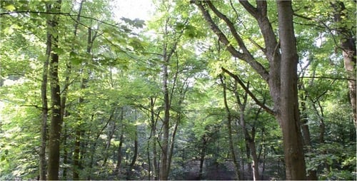 Sunlit Woodland Path Through Green Trees