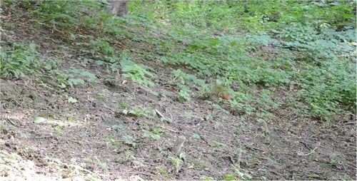 Eichhörnchen 3