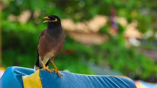 Gemeiner Myna