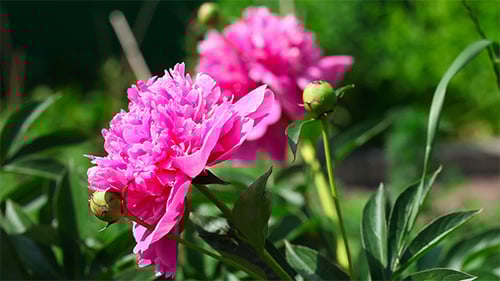 Bright Pink Peony Flower Blooming in a Garden