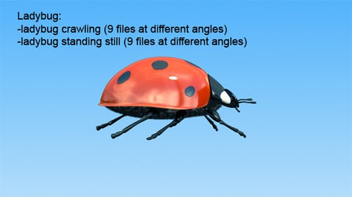 Animated Ladybug Crawling and Still Poses