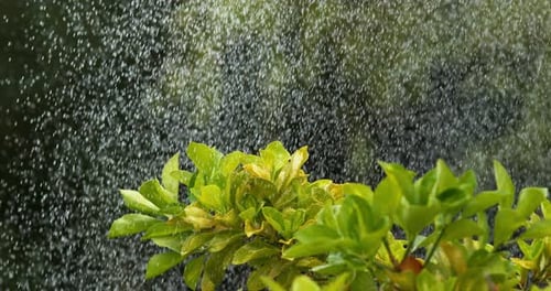 Regen fällt auf Rhododendron, Normandie, Zeitlupe 4K
