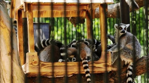 Group of Lemur Sitting